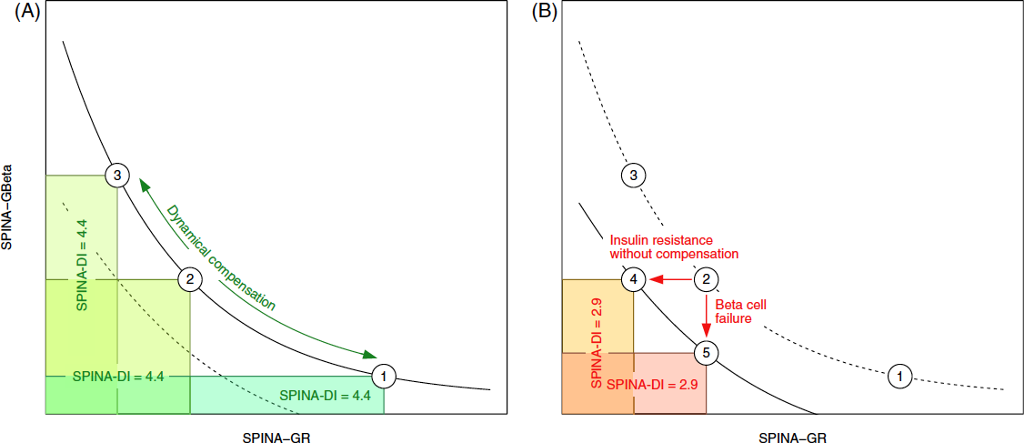 Definition des statischen Dispositionsindex (SPINA-DI) als Produkt aus der Sekretionsleistung pankreatischer Betazellen (SPINA-GBeta) und der Insulin-Rezeptorverstärkung (SPINA-GR) als Maß für die Kreisverstärkung des Insulin-Glukose-Regelkreises